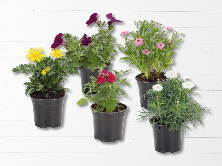 Mélange de plantes de parterre (dès 26.5.)