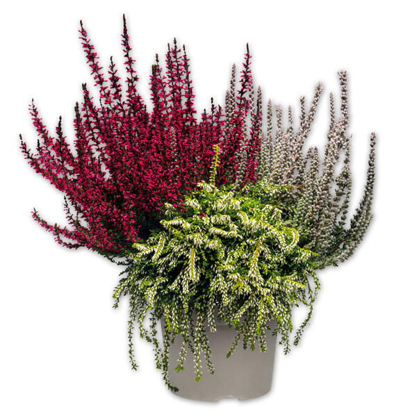Calluna vulgaris Trio Girls Special