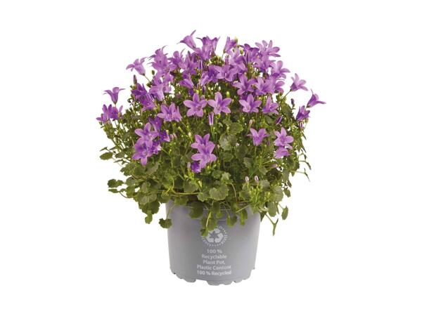 Klokkeblomst