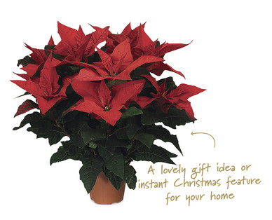 British Grown Poinsettia
