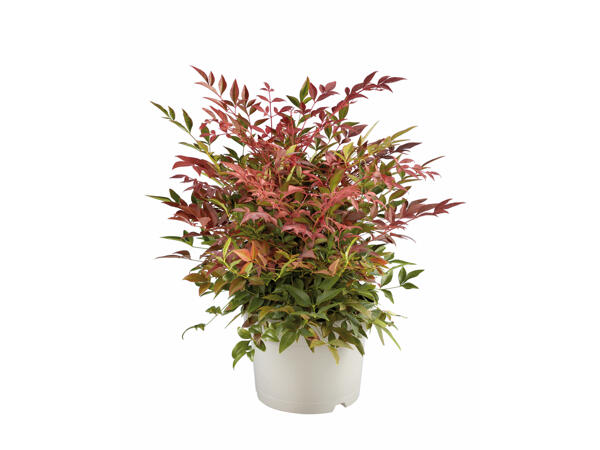 Nandina Himmelsbambus