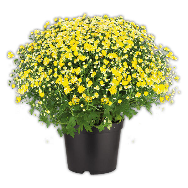 Bauernchrysantheme