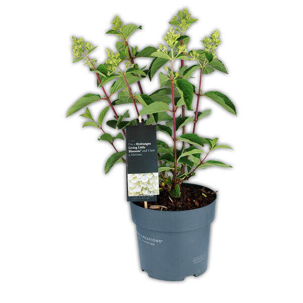 Rispen Hortensie