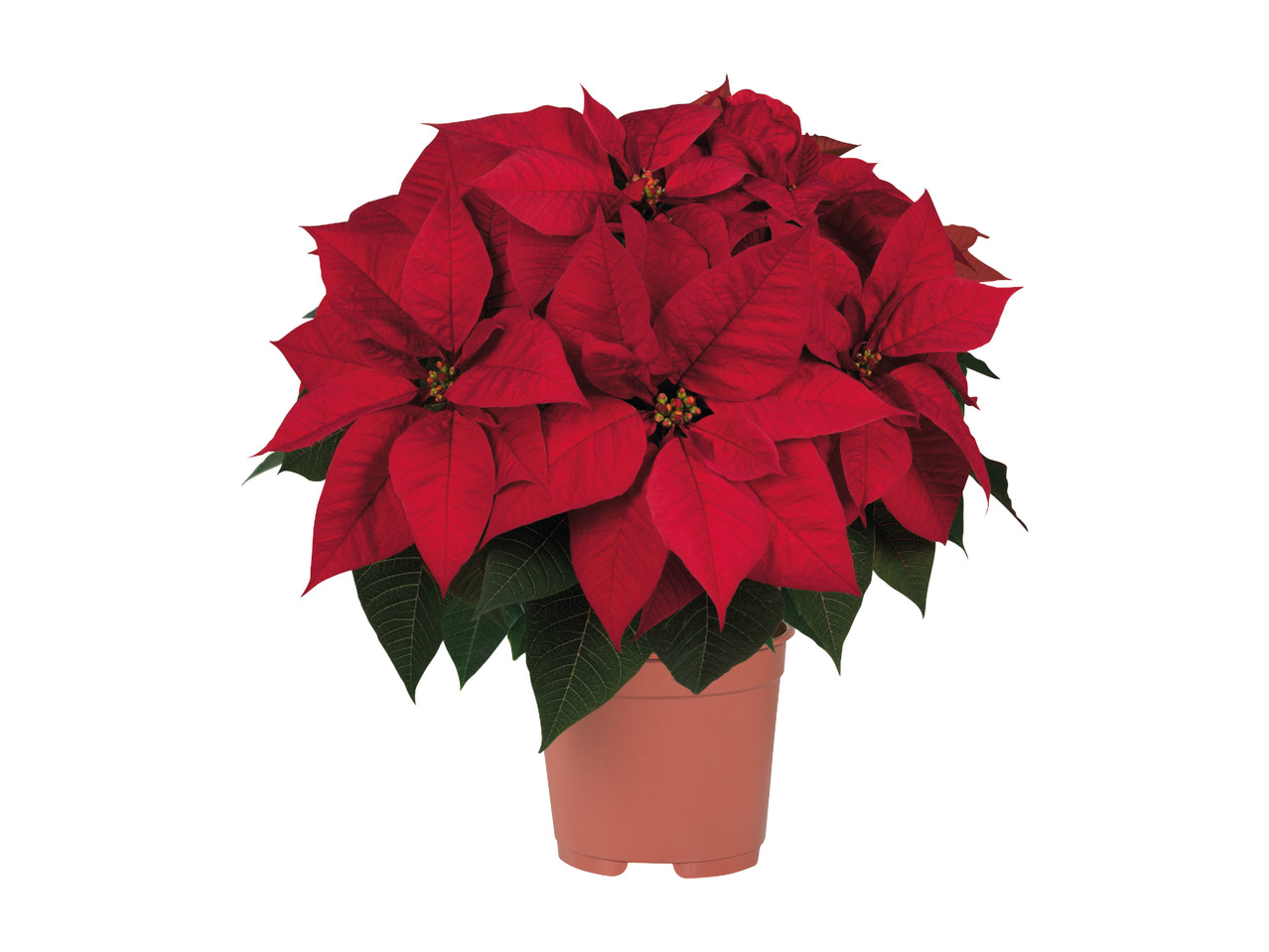 Large Poinsettia1