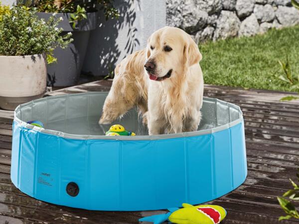 Dog Pool