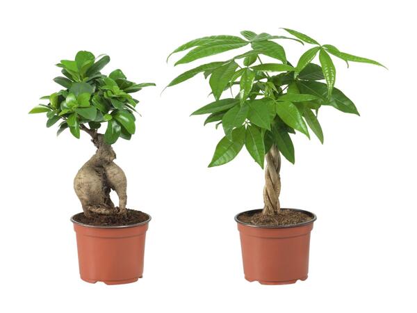 Ficus ginseng et pachira