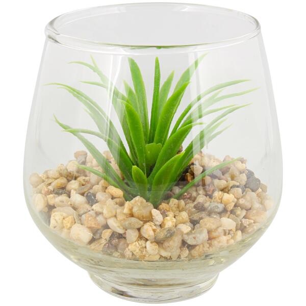 Fettpflanzen in Vase