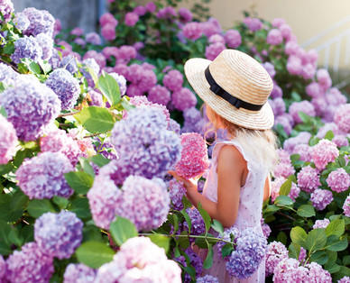 Hortensie im Korb