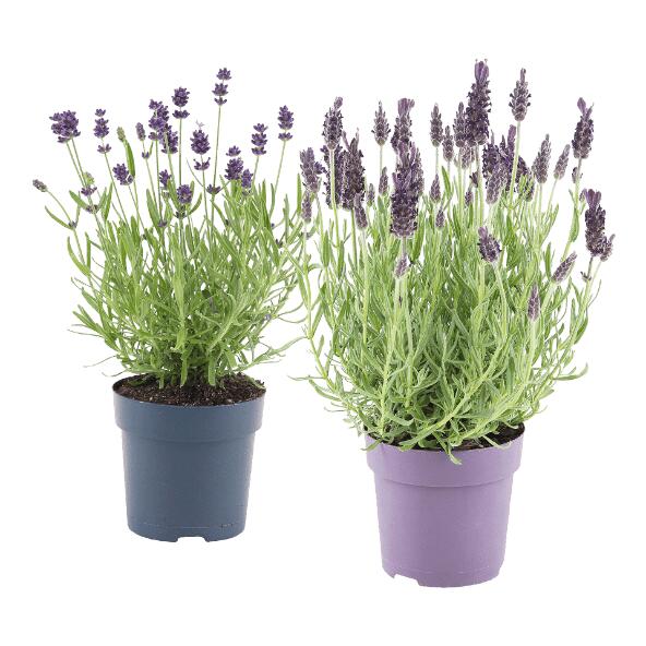 Lavendel