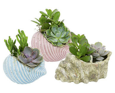 MUSCHEL ARRANGEMENT