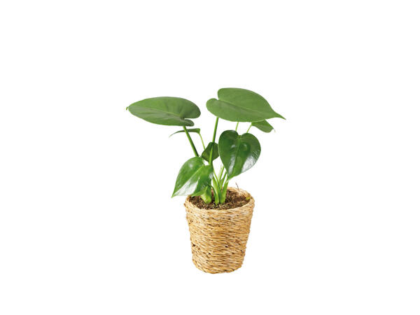 Plante verte dans un pot en jute