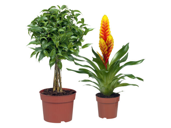 Green or Flowering Plants