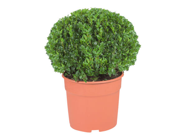 Buxus Ball