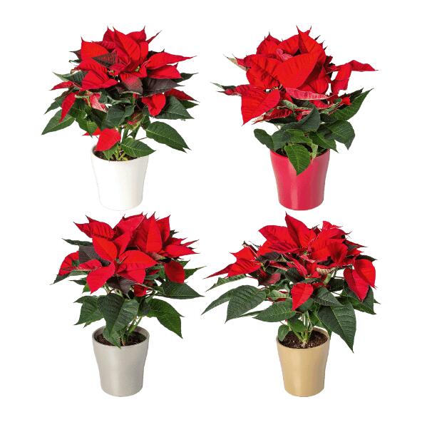 Kerstster