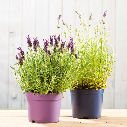 Lavendel