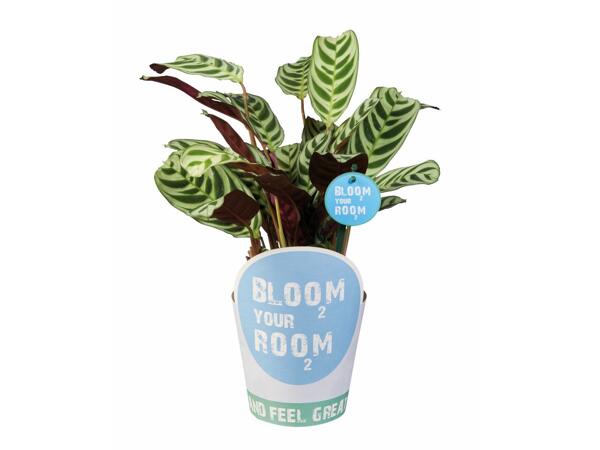 Green Plants 'Bloom your Room'