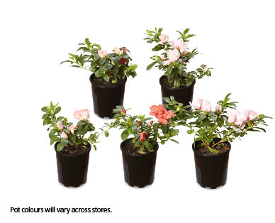 Assorted Azaleas 125mm