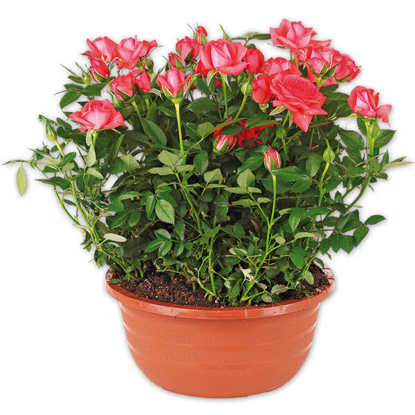 Rosen in Schale