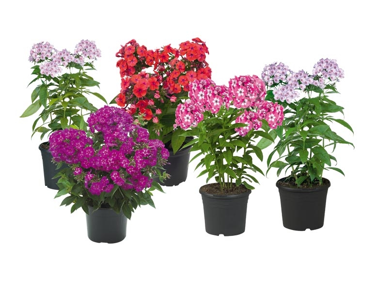 Phlox paniculé "Flame" (dès 11.8.)
