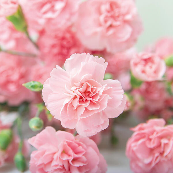 Topfnelke "Dianthus"