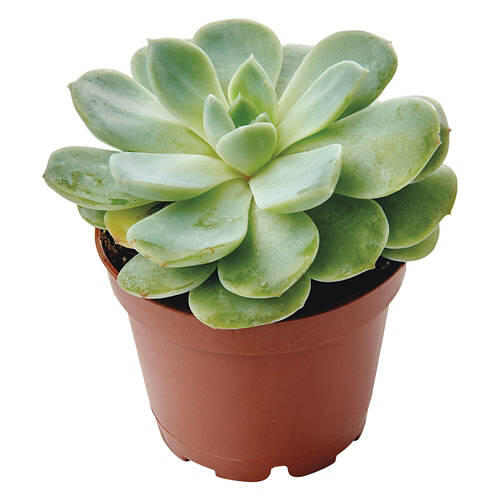 Mini Succulent - Assorted Varieties