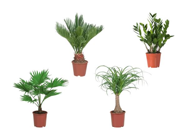 Palmiers exclusifs