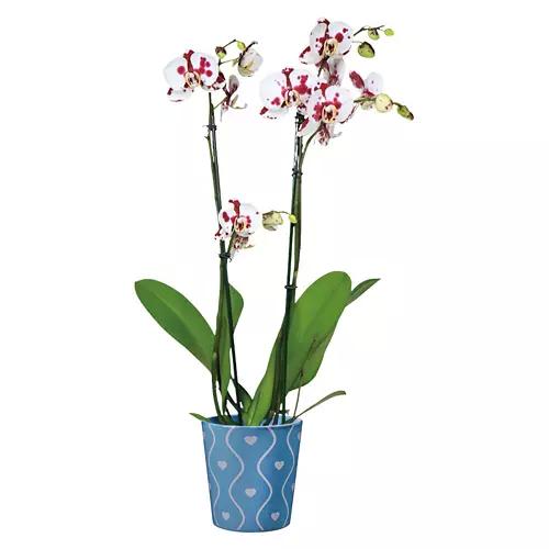 5" Valentine's Day Orchid - Assorted Color