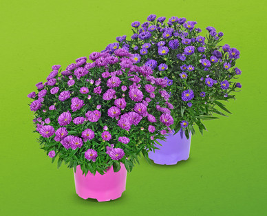 Herbstaster
