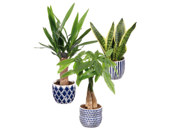 Green Plants