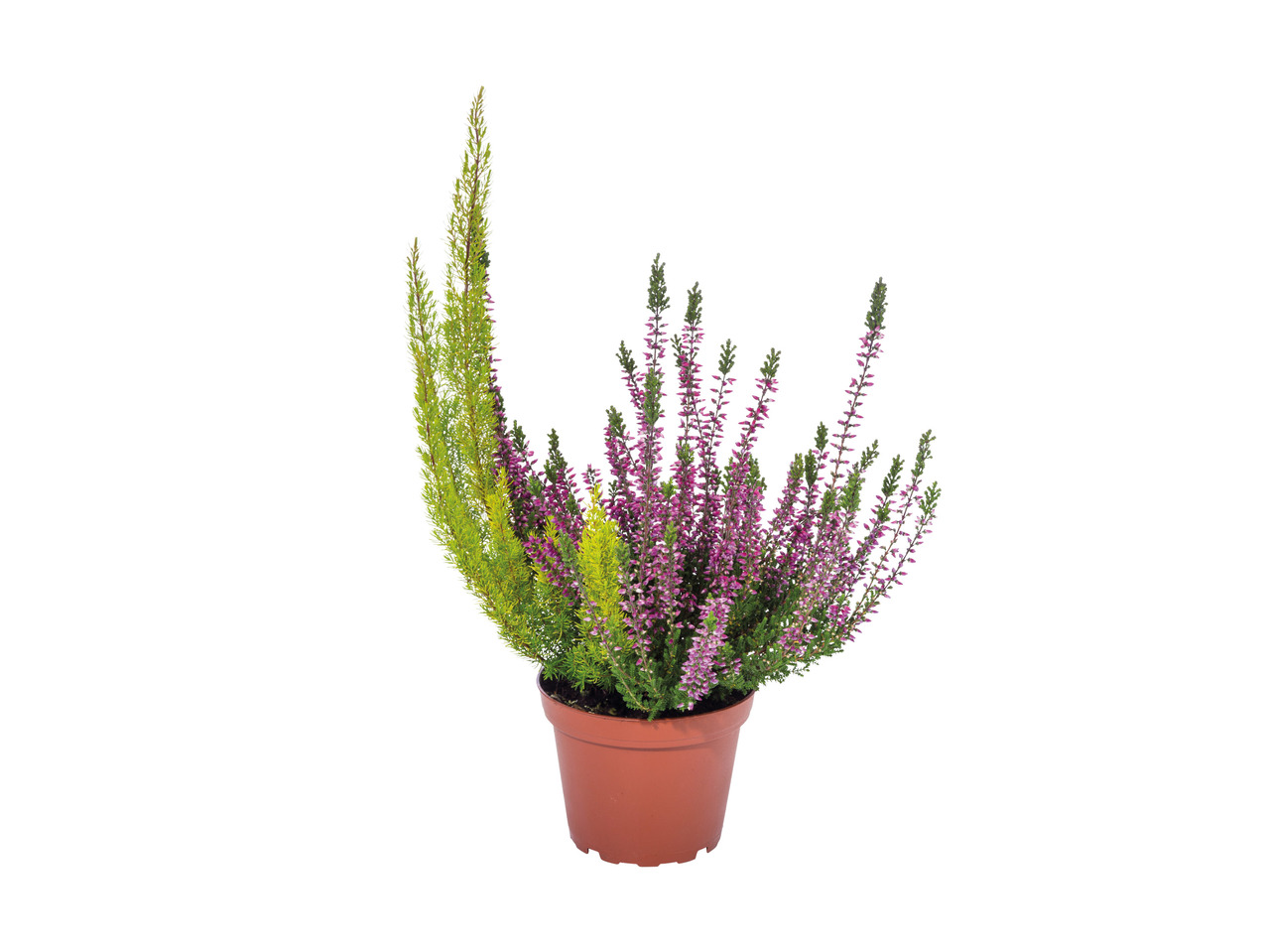 Biocolour Heather1
