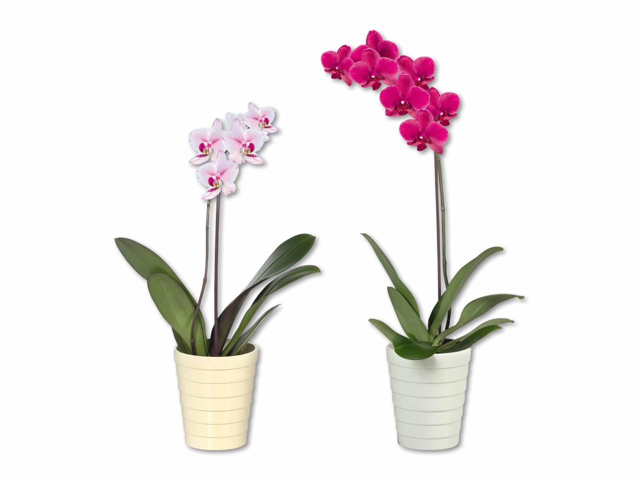 Phalaenopsis dans un pot en céramique Julia
