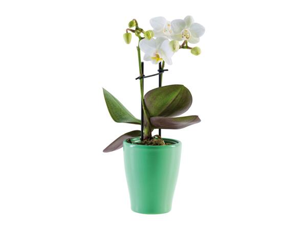 Mini Orchid in Ceramic
