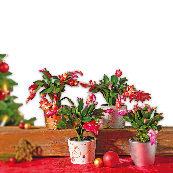 Weihnachtskaktus