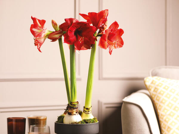 Amaryllis