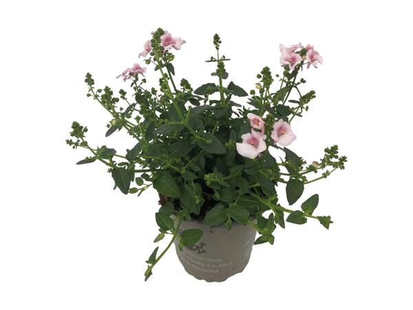 Tvillingeblomst