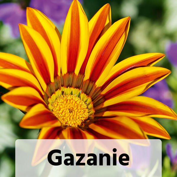 Sommergarten