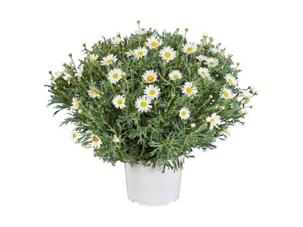 Margueritbusk