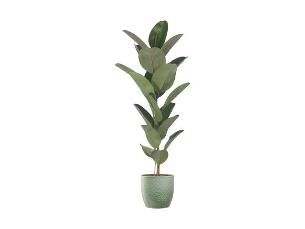 Stor grøn plante