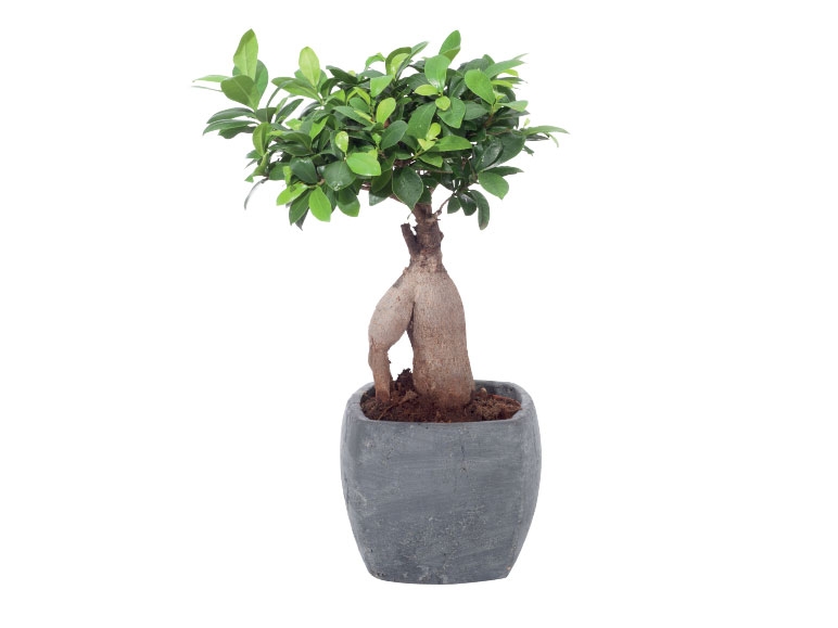 Ficus Ginseng in a Decorative Ceramic Pot