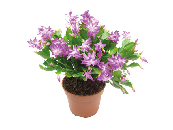 Schlumbergera extra groß