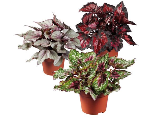 Begonia
