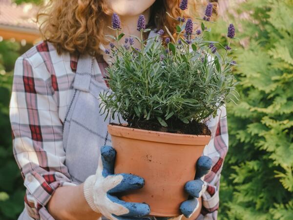 Lavendel