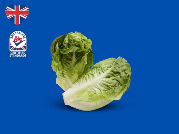 British Little Gem Lettuce