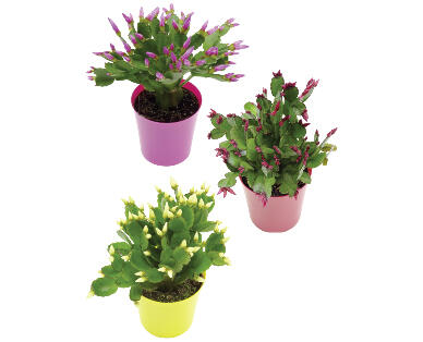 CACTUS DE PÂQUES