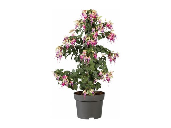 Fuchsia