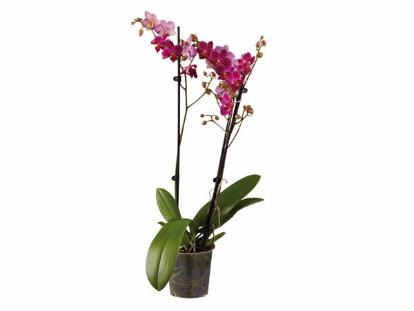 Orchidee 3 Zweige