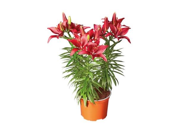 Potted Asiatic Lilies