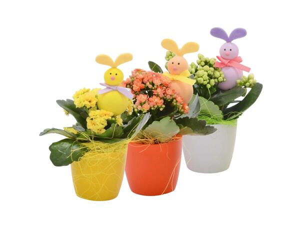 Bunny Kalanchoe