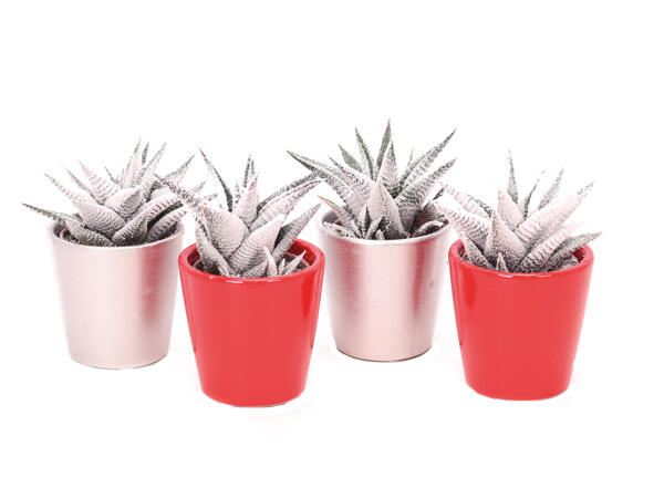 Haworthia