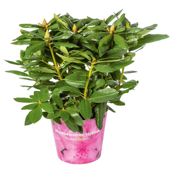 Rhododendron